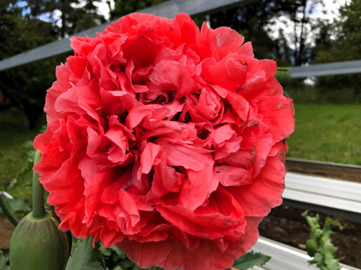 100 Giant Double RED PEONY POPPY Papaver Peoniflorum Flower Seeds
