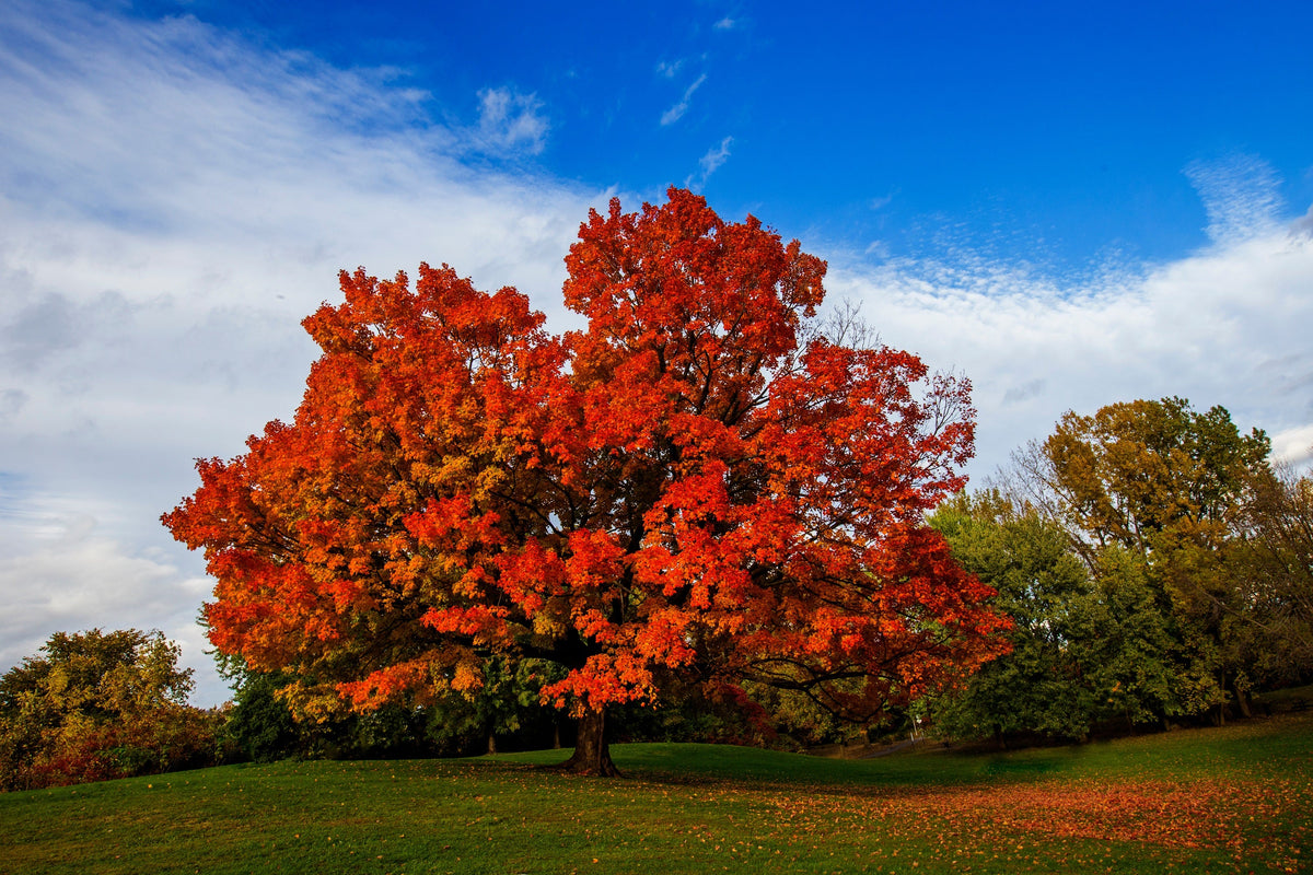 25 SUGAR MAPLE Syrup TREE Native Rock Fall Color Acer Saccharum Seeds