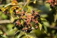 25 SZECHUAN PEPPER Peppercorn Sichuan Szechwan Zanthoxylum Bungeanum Spice Seeds