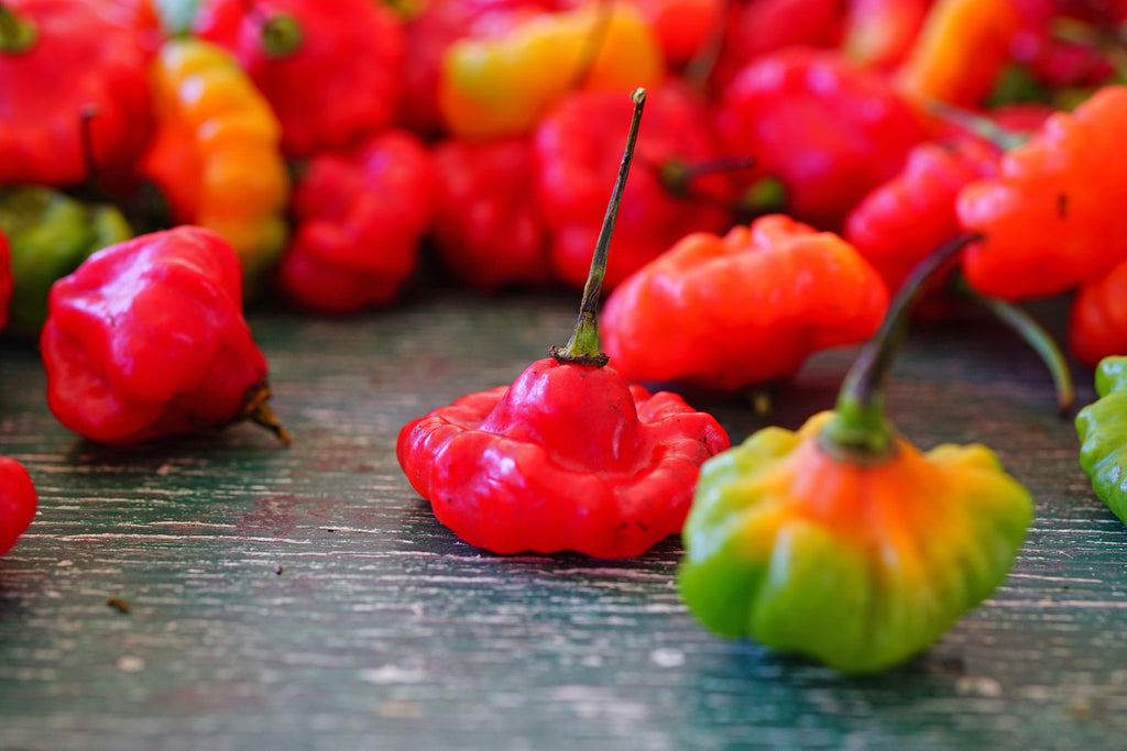 40 Red JAMAICAN HOT PEPPER Capsicum Annuum Scotch Bonnet Vegetable Seeds
