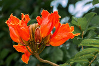 15 Red AFRICAN TULIP TREE (Fire Tree / Flame of the Forest / Fountain Tree) Spathodea Campanulata Seeds