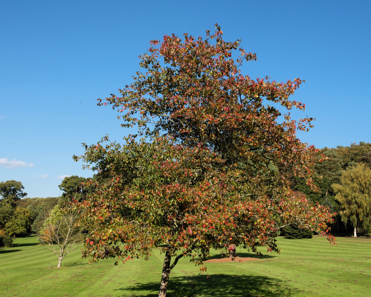 planting hawthorn seeds 50 WASHINGTON HAWTHORN Crataegus Phaenopyrum Mayflower Shrub Tree Edible Fruit & White Flowers Seeds