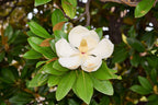 10 SOUTHERN MAGNOLIA TREE 12" White Flowers Native Grandiflora Bull Bay Seeds