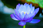 3 Organic Mixed Colors LOTUS Nelumbo Nucifera Pond Water Lily Lilypad Blue Red Flower Large Seeds