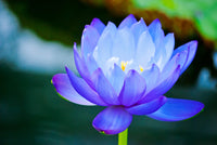 3 Organic Mixed Colors LOTUS Nelumbo Nucifera Pond Water Lily Lilypad Blue Red Flower Large Seeds