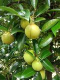 1 NUTMEG TREE Seed Myristica Fragrans Pala MACE Fruit Nut Pumpkin Pie Spice