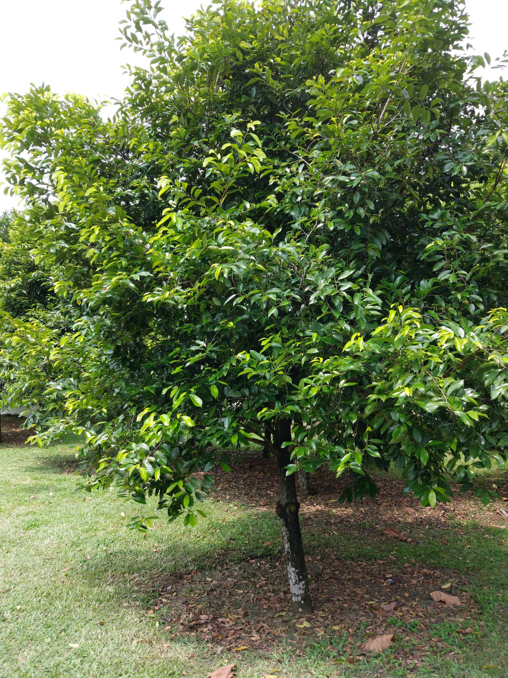 1 NUTMEG TREE Seed Myristica Fragrans Pala MACE Fruit Nut Pumpkin Pie Spice