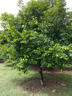 1 NUTMEG TREE Seed Myristica Fragrans Pala MACE Fruit Nut Pumpkin Pie Spice