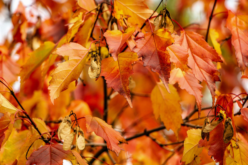 20 Tartarian FLAME MAPLE TREE Red Acer Tartaricum Seeds