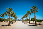 30 CALIFORNIA FAN PALM Tree Petticoat Arizona Desert Washingtonia Filifera Seeds