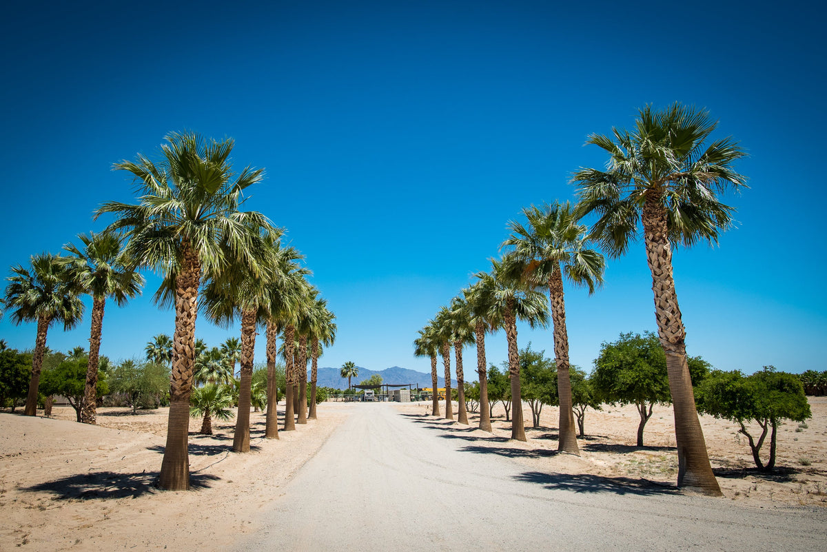 30 CALIFORNIA FAN PALM Tree Petticoat Arizona Desert Washingtonia Filifera Seeds