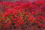 30 FLAMELEAF SUMAC TREE Shining Dwarf Winged Rhus Schmaltzia Copallina Seeds