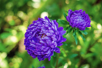 30 MIXED PAEONY ASTER Callistephus Peony Red Pink White Blue Purple Yellow Coral Apricot French Flower Seeds