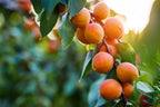 5 MANCHURIAN APRICOT Fruit Tree Flowering Prunus Mandshurica Seeds