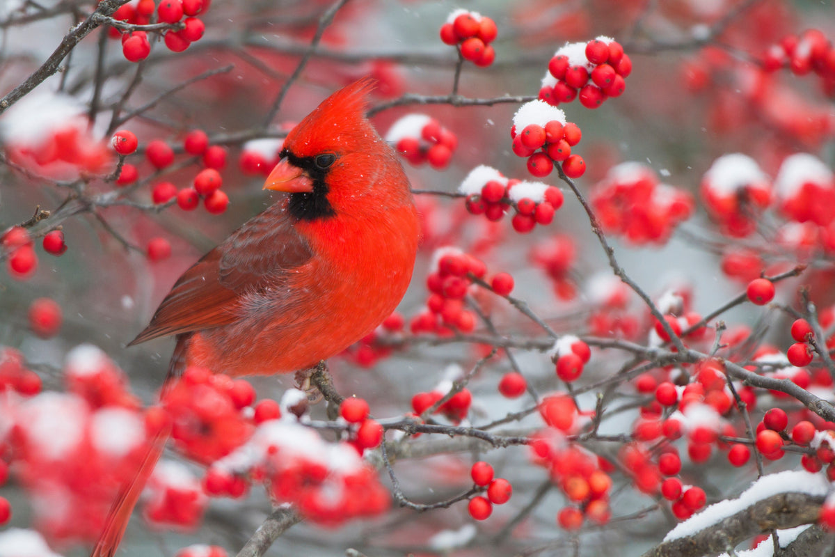 50 WINTERBERRY Holly Ilex Verticillata - Candian Holly  / Fever Bush / Black Alder Tree Shrub Red Berry White Flower Seeds