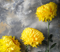30 MIXED PAEONY ASTER Callistephus Peony Red Pink White Blue Purple Yellow Coral Apricot French Flower Seeds