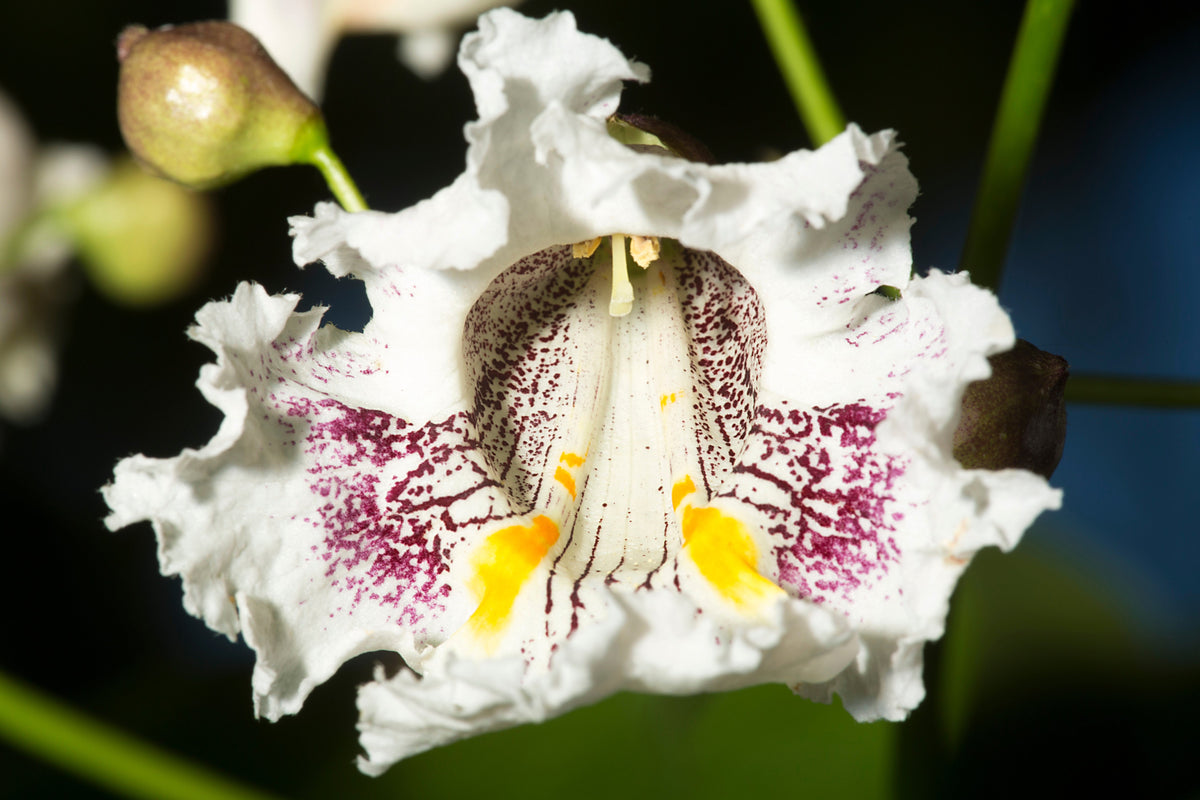 50 Flowering NORTHERN CATALPA Speciosa TREE Seeds (aka Western Catalpa or Catawba / Indian Cigar / Fish-Bait)