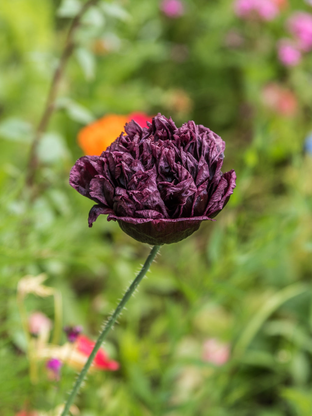 250 BLACK PEONY POPPY Papaver Peoniflorum Flower Seeds
