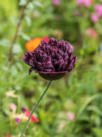250 BLACK PEONY POPPY Papaver Peoniflorum Flower Seeds
