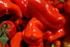 75 CUBANELLE PEPPER (Italian Sweets / Banana Pepper / Italian Frying Pepper) Capsicum Annuum Vegetable Seeds