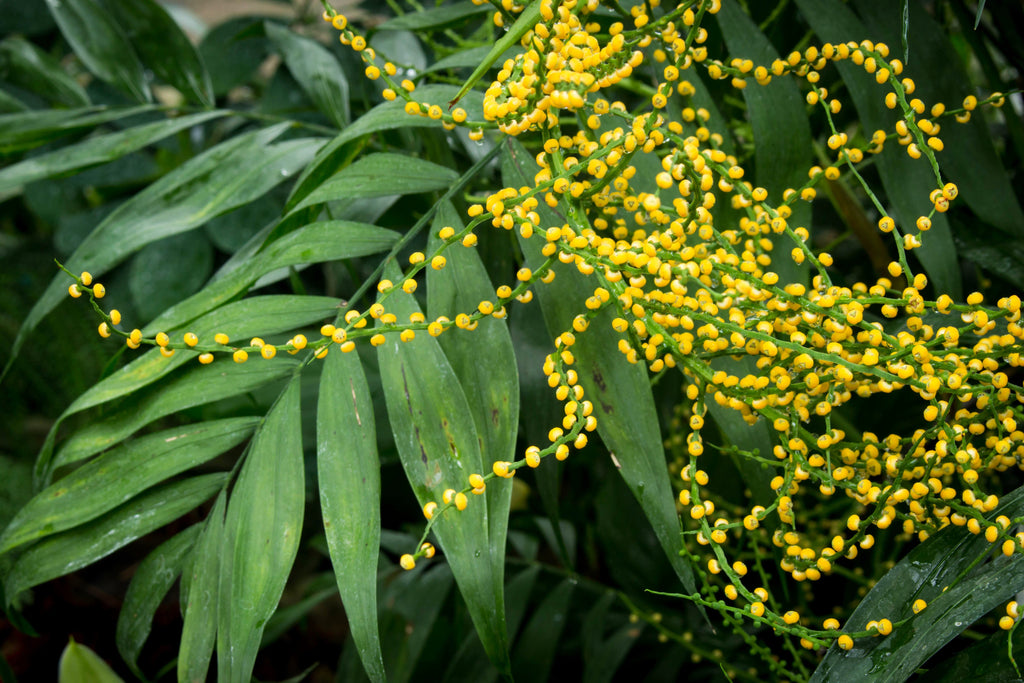 15 PARLOR PALM Neanthe Bella Palm Chamaedorea Elegans Tree Houseplant Seeds