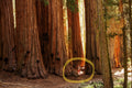 40 GIANT SEQUOIA Sequoiadendron Giganteum Sierra Redwood Tree Seeds