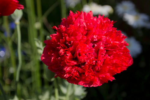 100 Giant Double RED PEONY POPPY Papaver Peoniflorum Flower Seeds