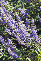 25 CHASTE BERRY TREE Vitex Agnus Castus Monk's Pepper Purple Fragrant Flower Seeds