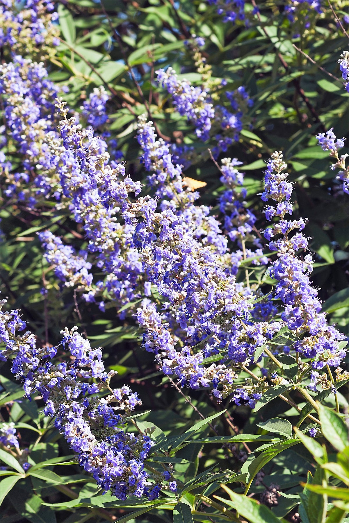 25 CHASTE BERRY TREE Vitex Agnus Castus Monk's Pepper Purple Fragrant Flower Seeds