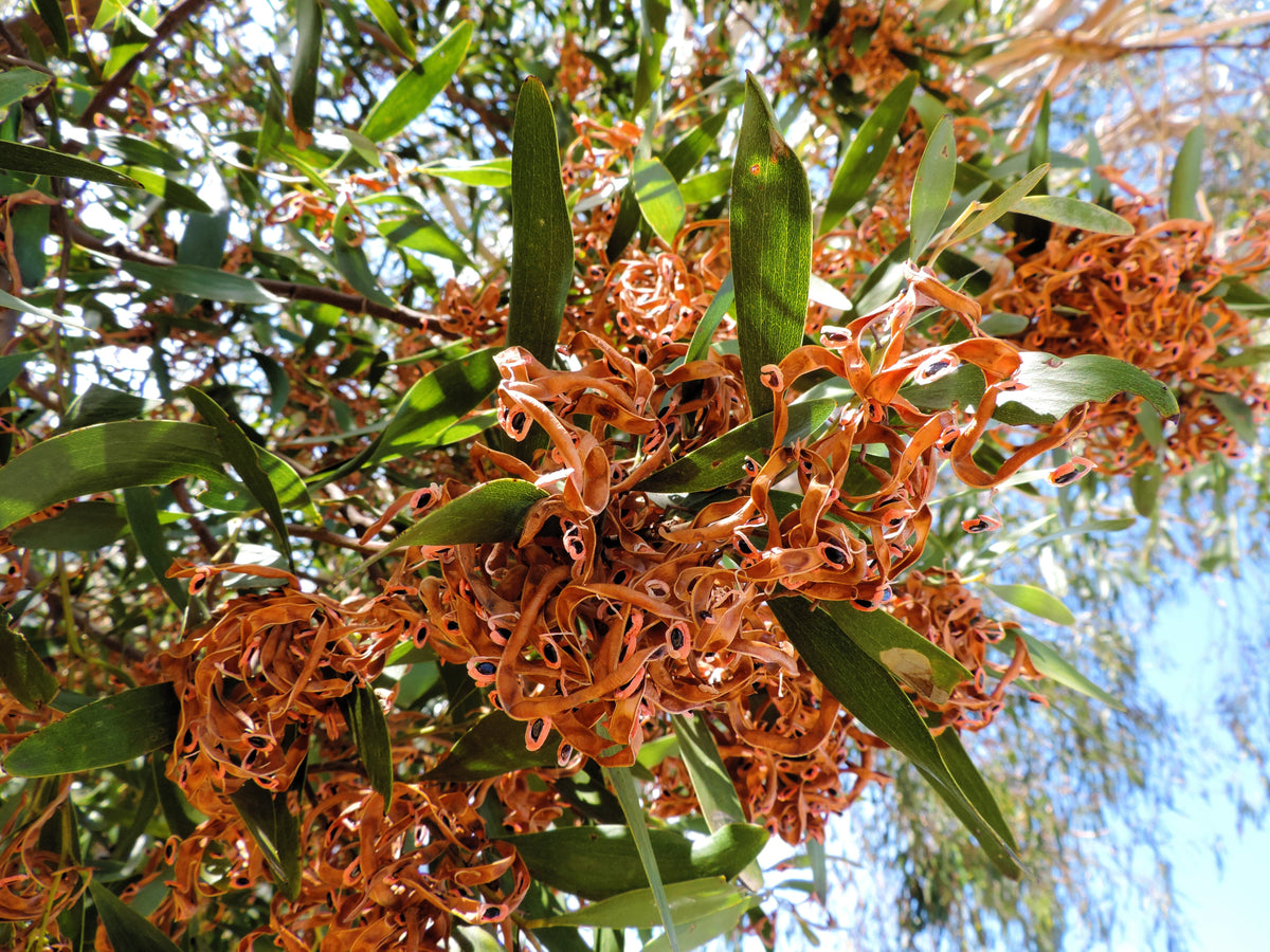 20 AUSTRALIAN BLACKWOOD TREE Black Acacia Melanoxylon Wattle Yellow Flower Seeds