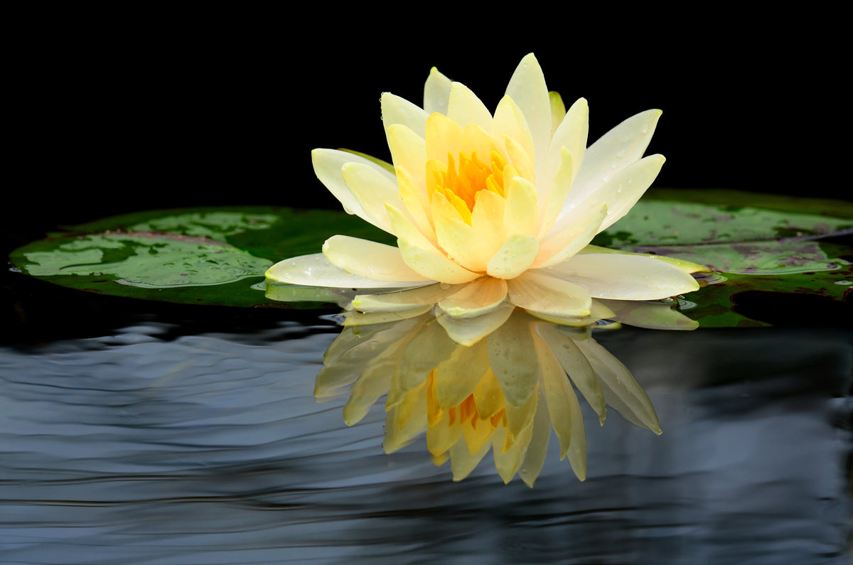 3 Organic Mixed Colors LOTUS Nelumbo Nucifera Pond Water Lily Lilypad Blue Red Flower Large Seeds