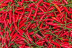 300 THIN CAYENNE PEPPER Hot Chili Long Green Red Slim Capsicum Vegetable Seeds