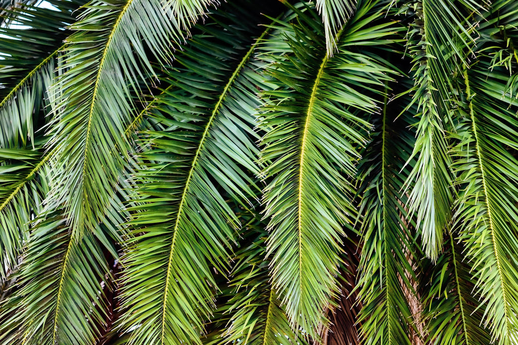 10 CANARY ISLAND Date PALM Phoenix Canariensis Tree Seeds