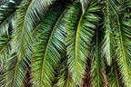 10 CANARY ISLAND Date PALM Phoenix Canariensis Tree Seeds