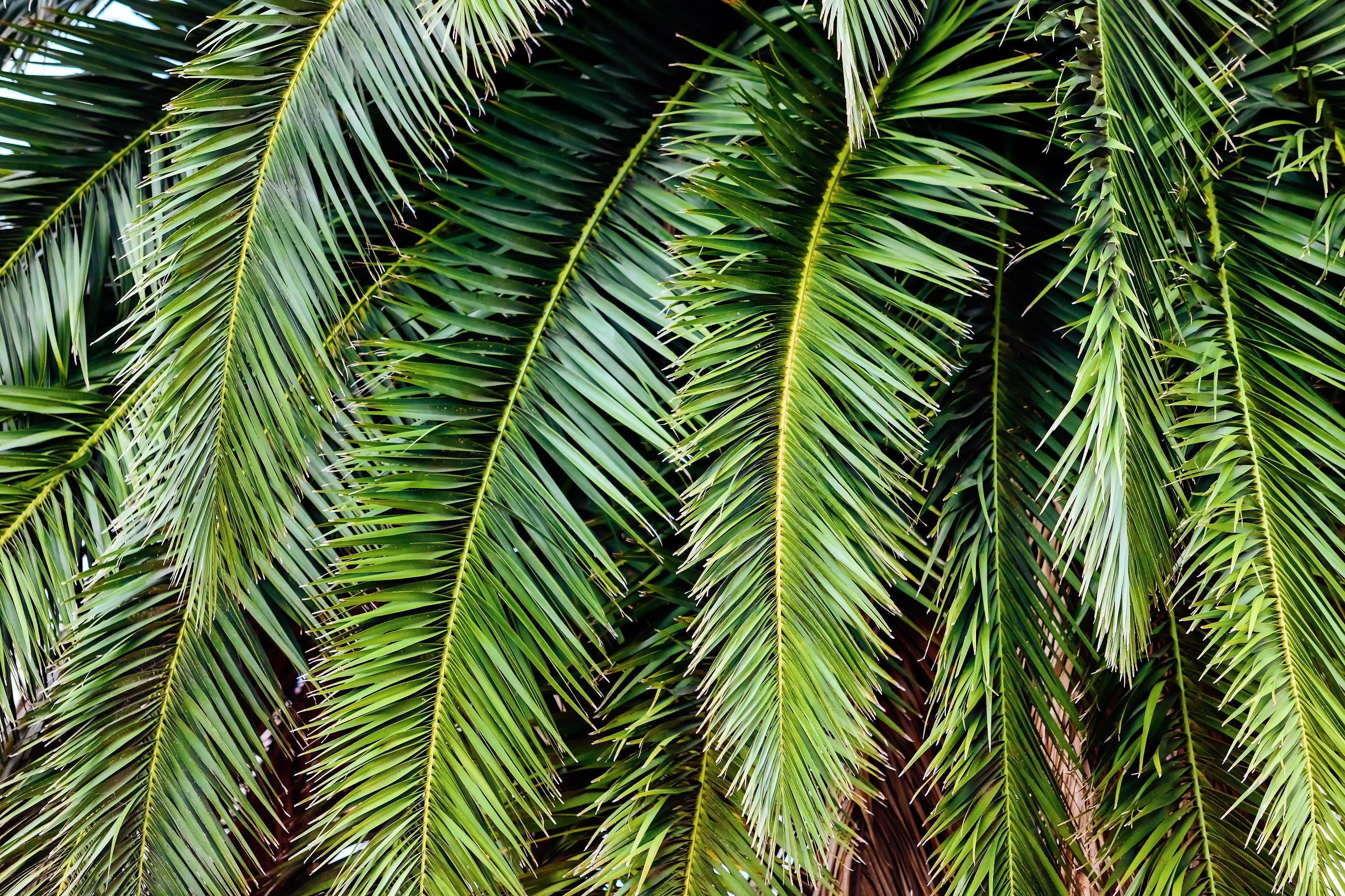 10 CANARY ISLAND Date PALM Phoenix Canariensis Tree Seeds