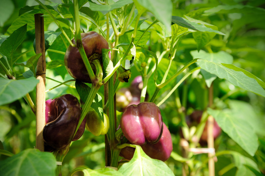 100 LILAC BELL PEPPER Capsicum Annuum Sweet Mild Purple Vegetable Seeds