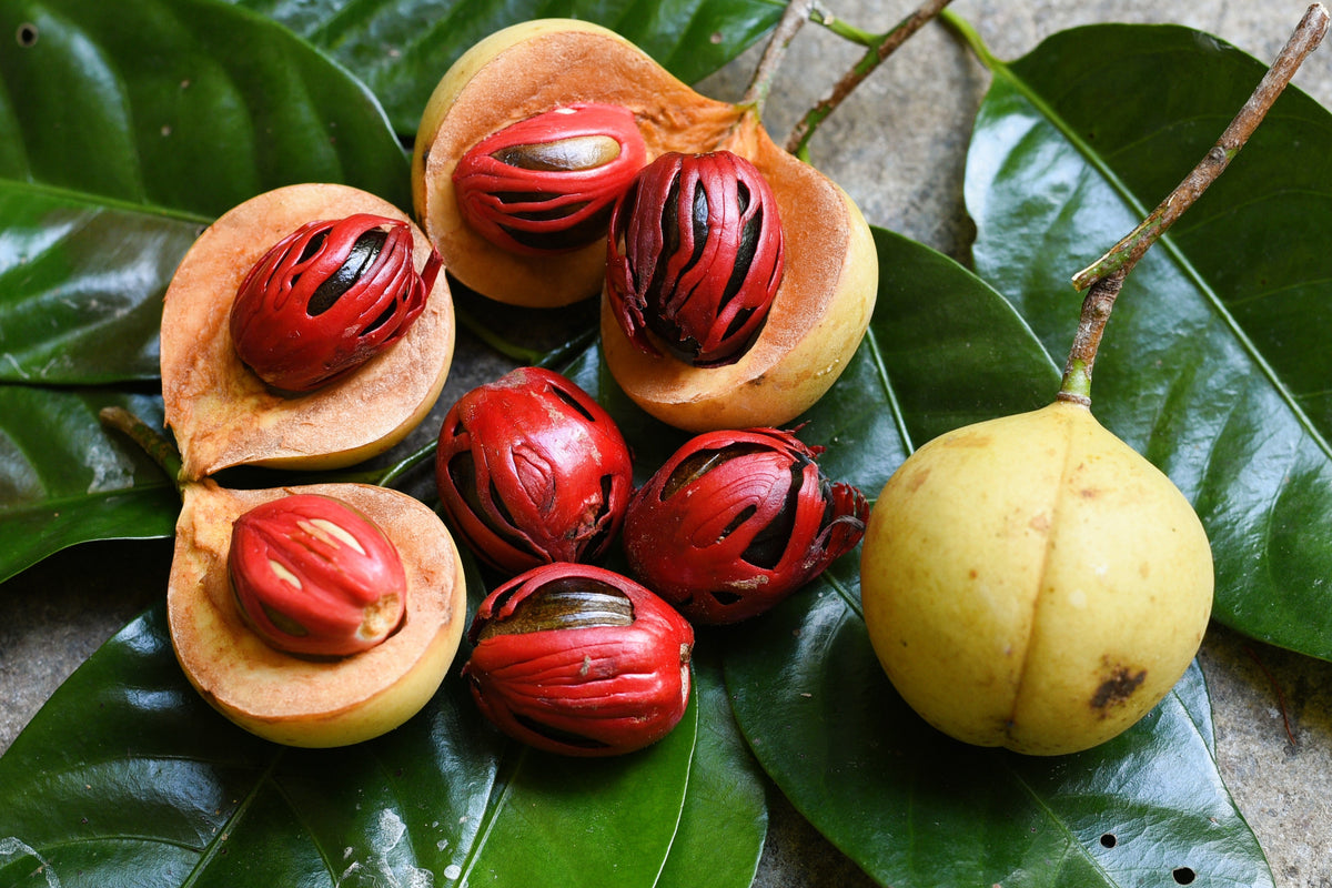 1 NUTMEG TREE Seed Myristica Fragrans Pala MACE Fruit Nut Pumpkin Pie Spice