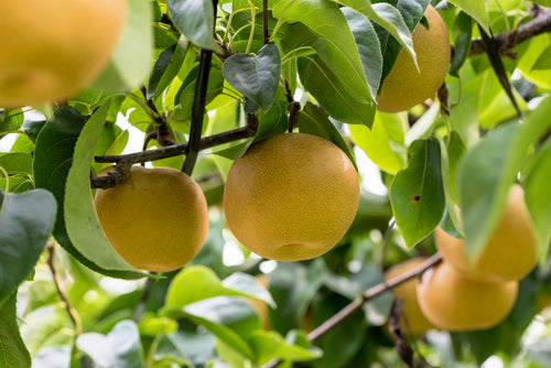 20 ASIAN PEAR TREE Pyrus Pyrifolia Oriental Japanese Fruit Seeds
