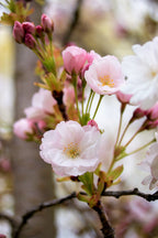 10 Japanese MOUNTAIN CHERRY Hill Cherry Prunus Serrulata Spontanea Pink & White Flowers Red Fruit Tree Seeds
