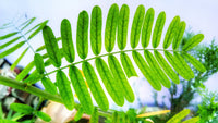 20 WOMAN'S TONGUE TREE White Mimosa Nectar Flower Albizia Lebbeck Legume Seeds