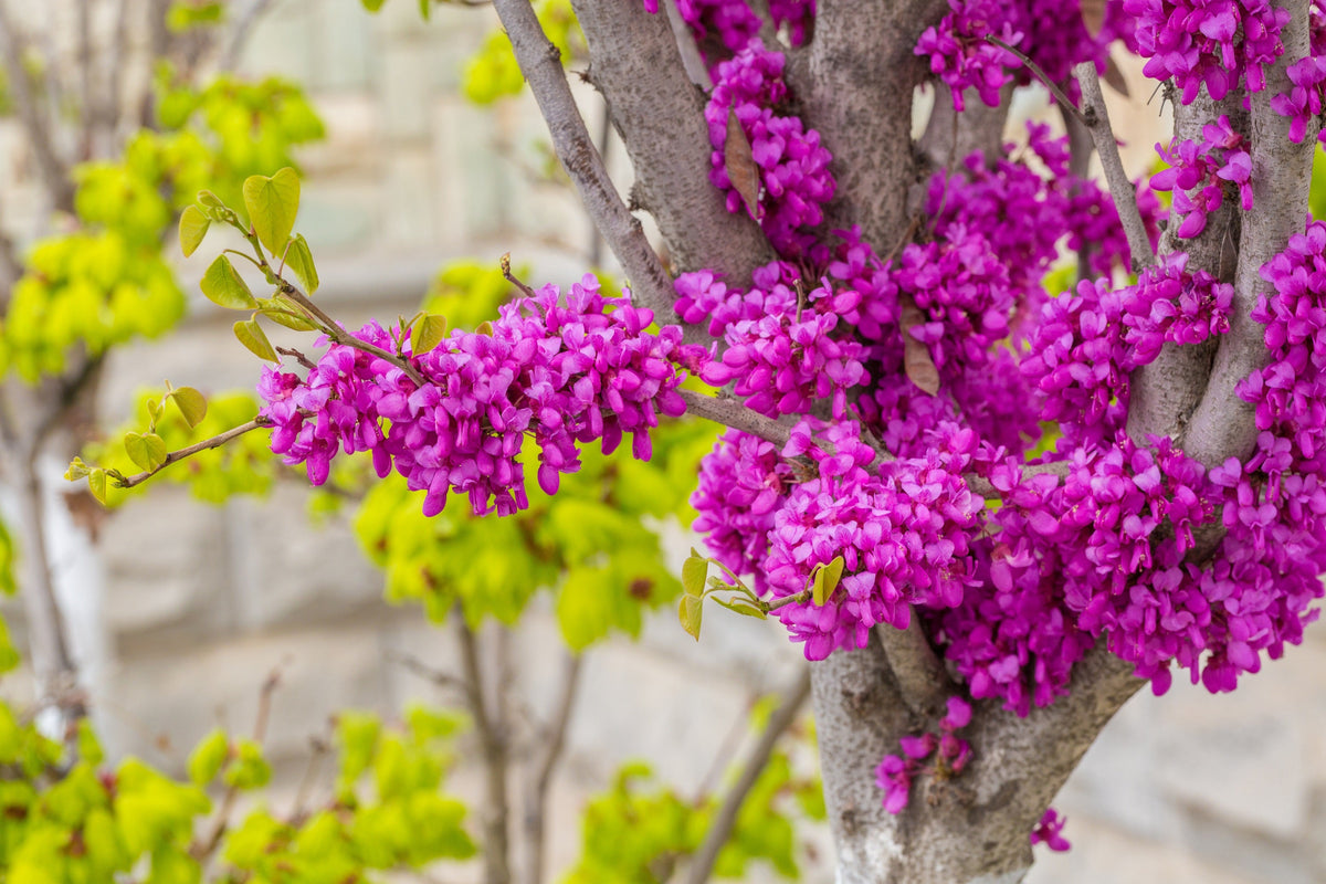 40 CHINESE REDBUD Cercis Chinensis Shrub Small Tree Pink Purple Flower Seeds