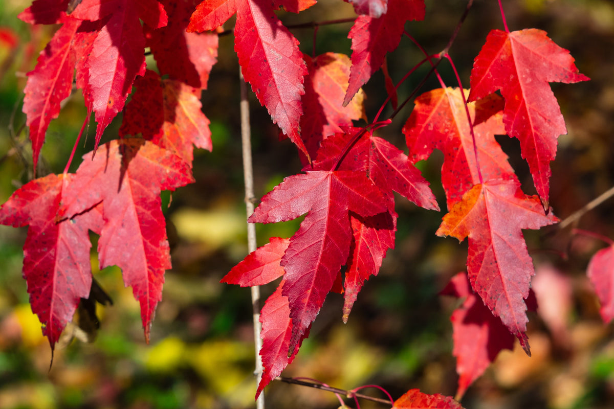 25 SIBERIAN MAPLE TREE Acer Ginnala Seeds - Red Fall Foliage