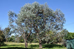 20 SILVER DROP EUCALYPTUS Gunnii Cider Gum Silver Blue Foliage Florist Tree Seeds