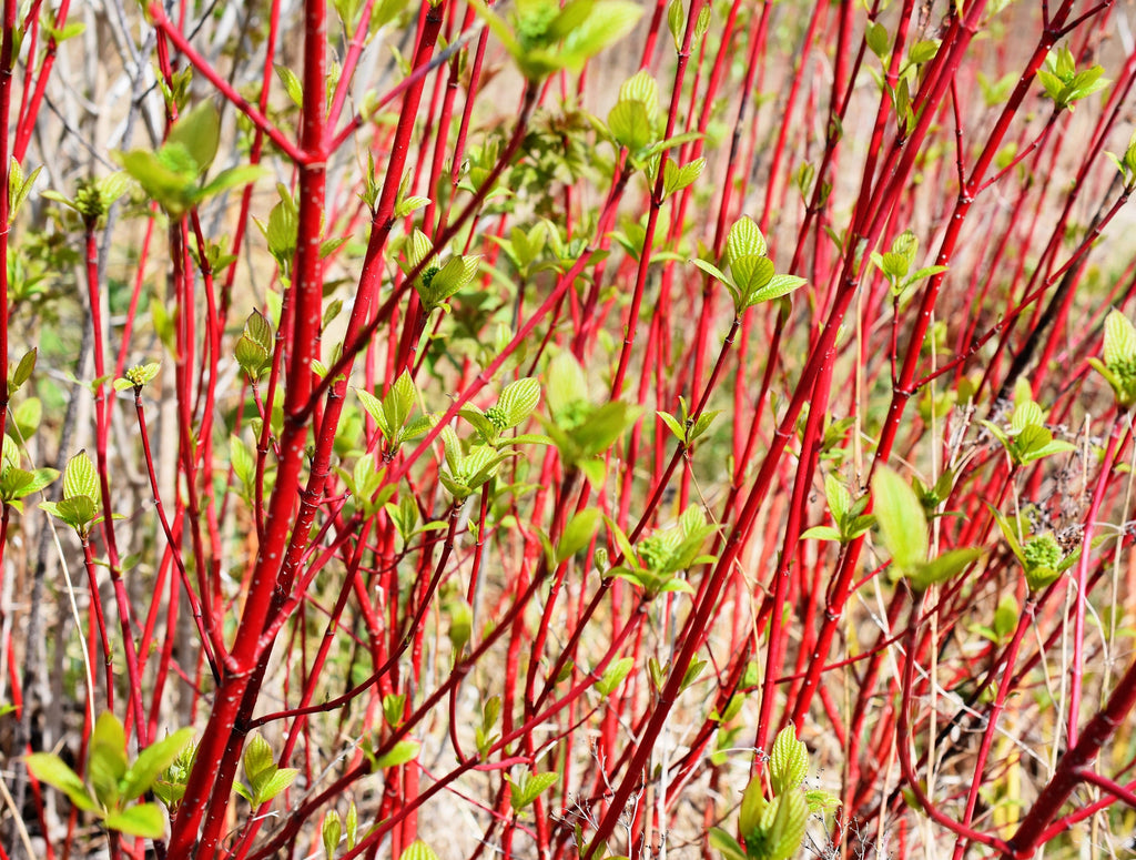 25 FIRE and ICE DOGWOOD Cornus Alba Shrub Tree Variegated Red Bark White Berry & Flower Seeds