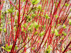 25 FIRE and ICE DOGWOOD Cornus Alba Shrub Tree Variegated Red Bark White Berry & Flower Seeds