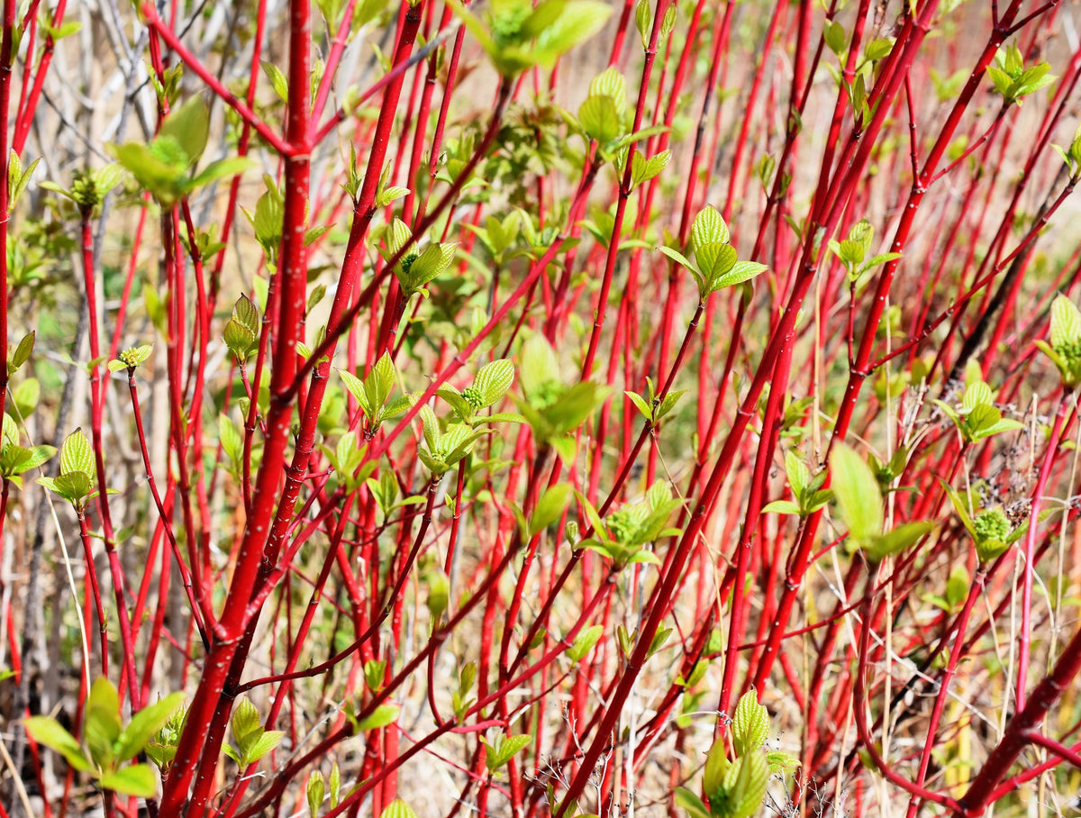25 FIRE and ICE DOGWOOD Cornus Alba Shrub Tree Variegated Red Bark White Berry & Flower Seeds