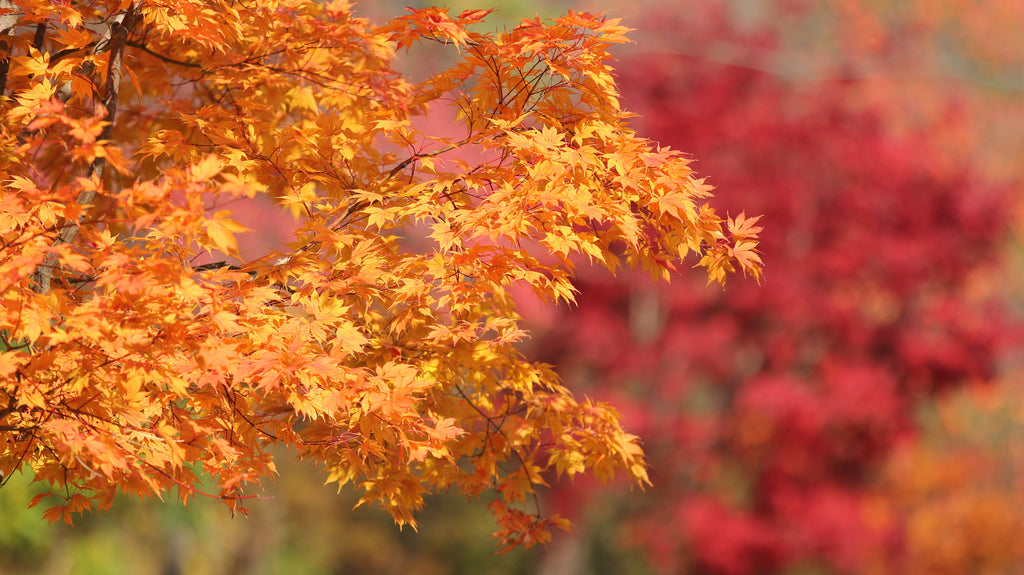25 SUGAR MAPLE Syrup TREE Native Rock Fall Color Acer Saccharum Seeds