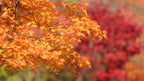 25 SUGAR MAPLE Syrup TREE Native Rock Fall Color Acer Saccharum Seeds