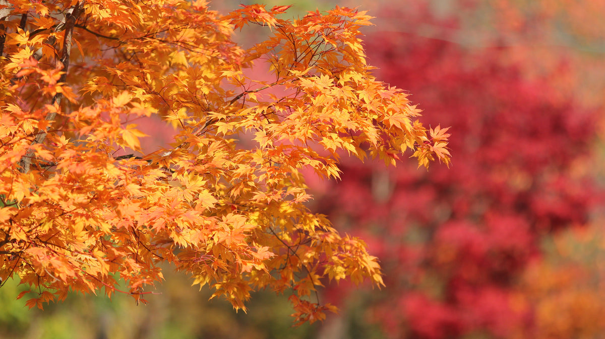 25 SUGAR MAPLE Syrup TREE Native Rock Fall Color Acer Saccharum Seeds