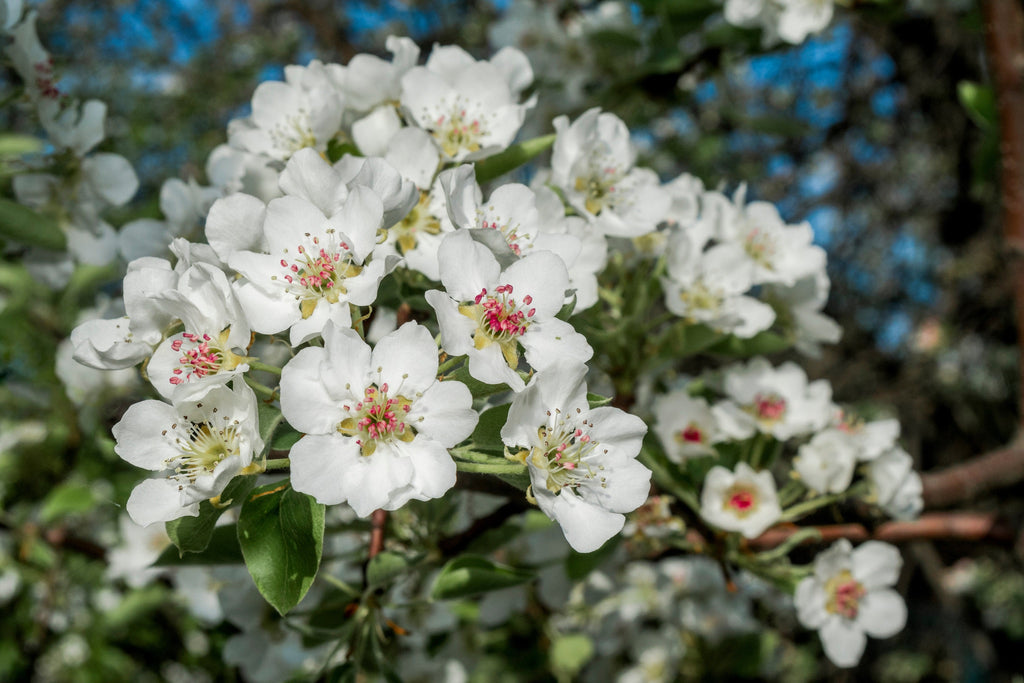25 EUROPEAN PEAR TREE Pyrus Communis Fruit Seeds - White Flowers / Green Fruit